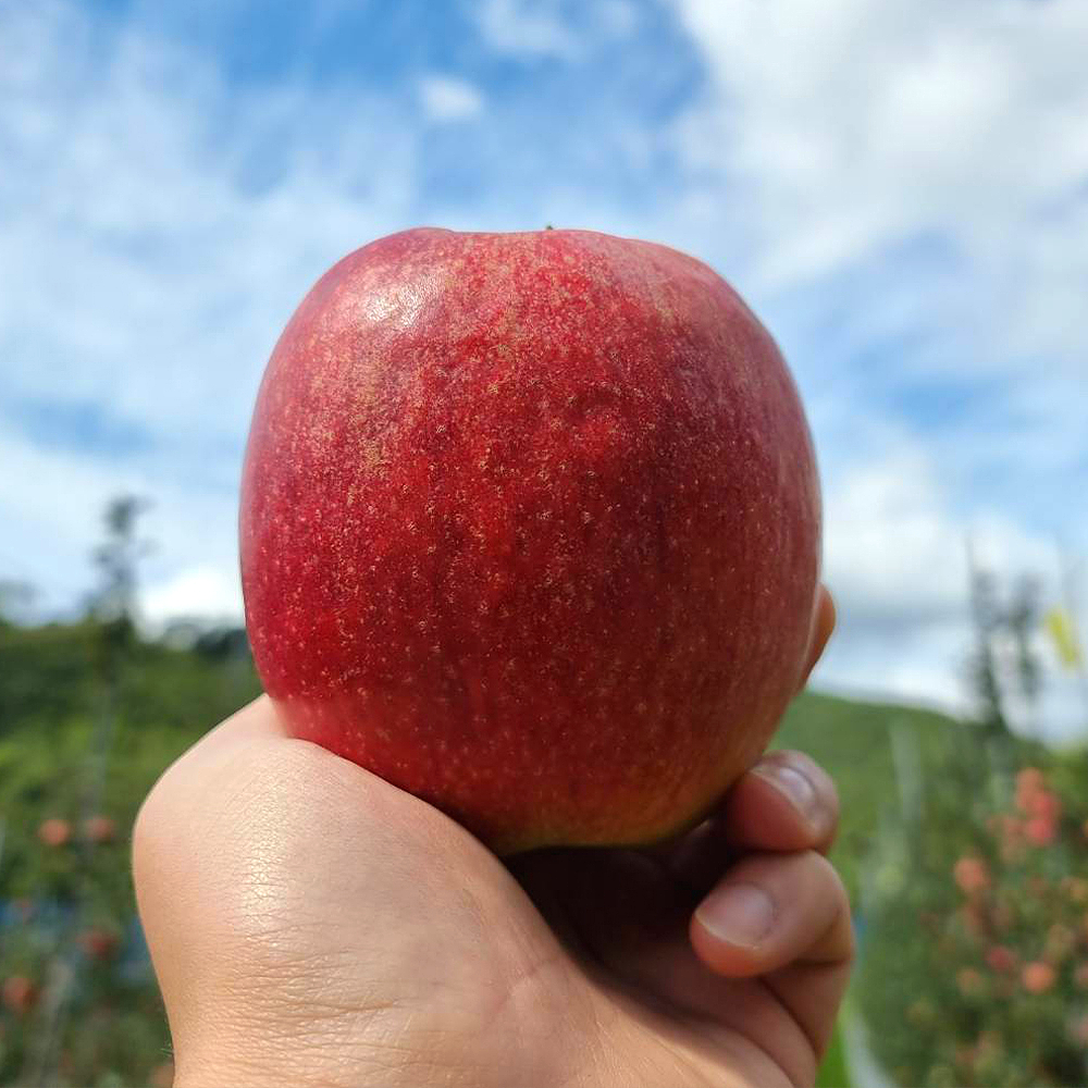 경북 포항 국내육성품종 사과 감홍