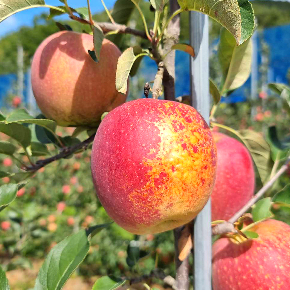 경북 포항 국내육성품종 사과 감홍