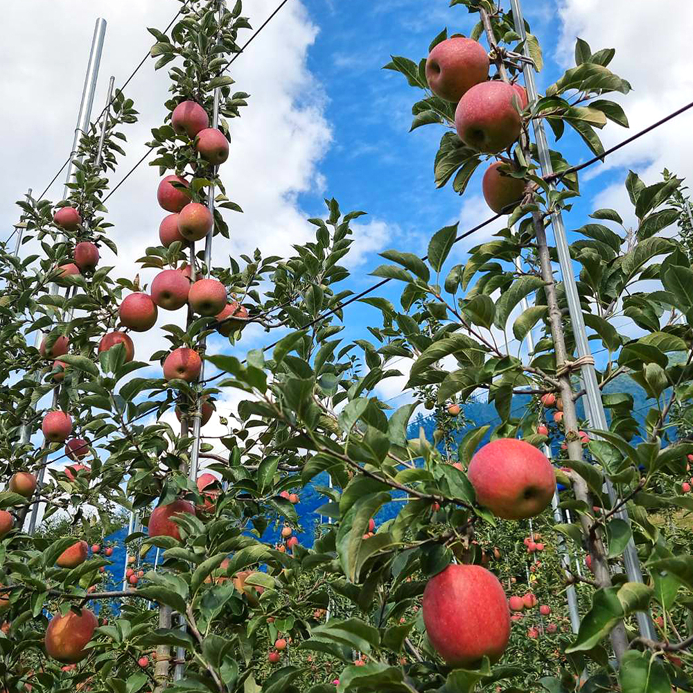 경북 포항 국내육성품종 사과 감홍
