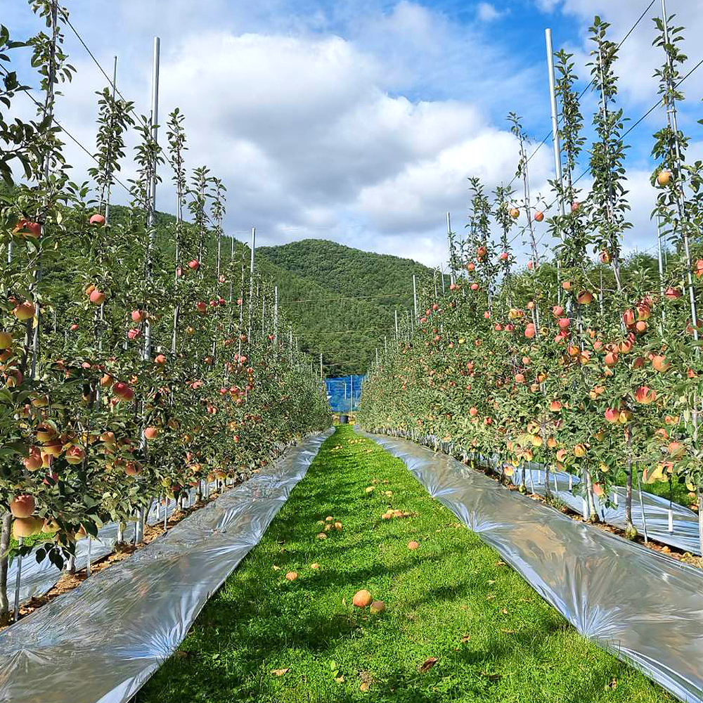 경북 포항 국내육성품종 사과 감홍