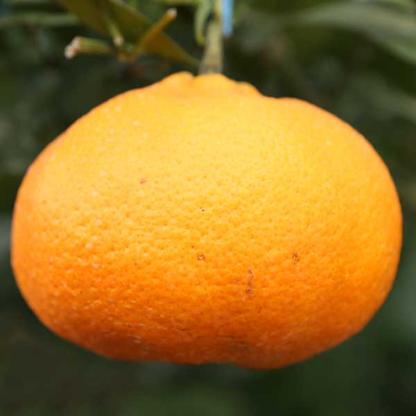 하늘이 내린 향 제주 천혜향