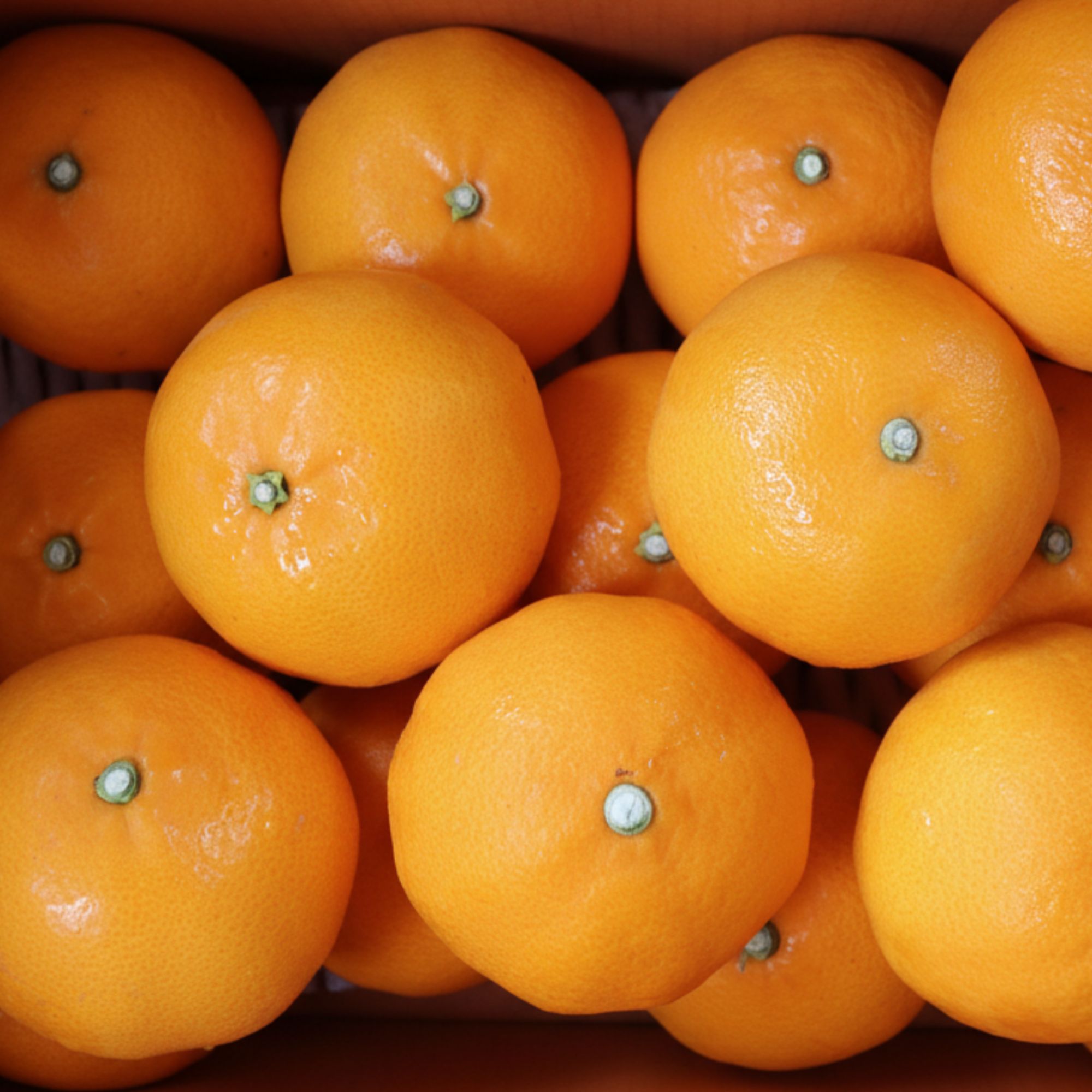 하늘이 내린 향 제주 천혜향