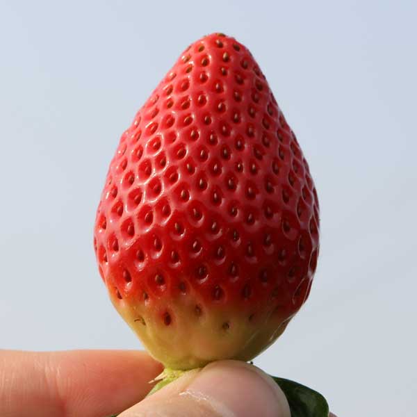 전남 담양 국내육성품종 딸기 죽향