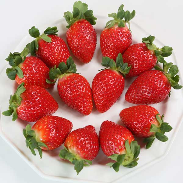 전남 담양 국내육성품종 딸기 죽향