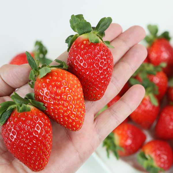 전남 담양 국내육성품종 딸기 죽향