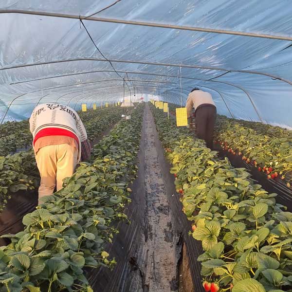 전남 담양 국내육성품종 딸기 죽향