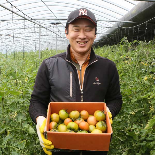 부산 대저 지역특화작물 토마토 짭짤이토마토