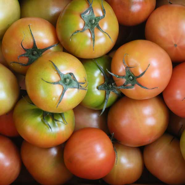 부산 대저 지역특화작물 토마토 짭짤이토마토