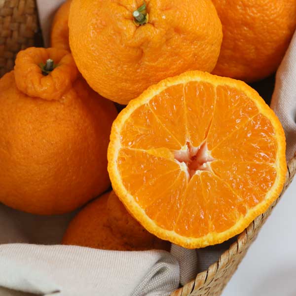 붉은빛의 한라봉 신품종 써니트