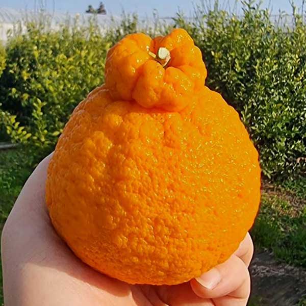 붉은빛의 한라봉 신품종 써니트