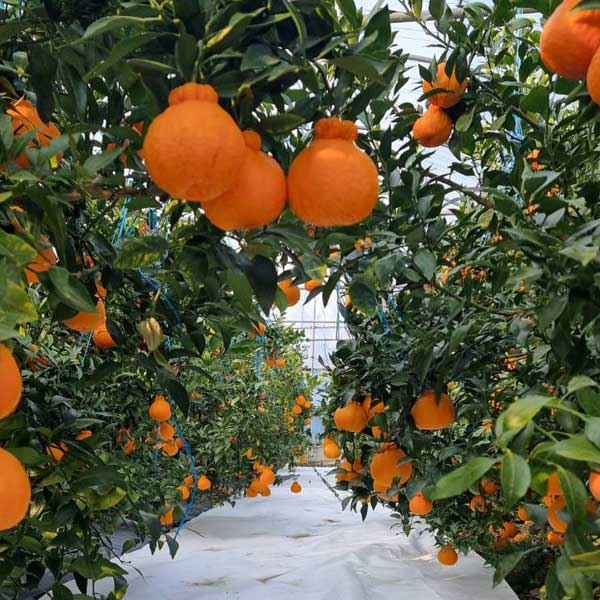 붉은빛의 한라봉 신품종 써니트