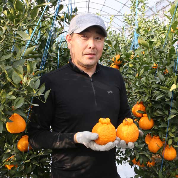 붉은빛의 한라봉 신품종 써니트