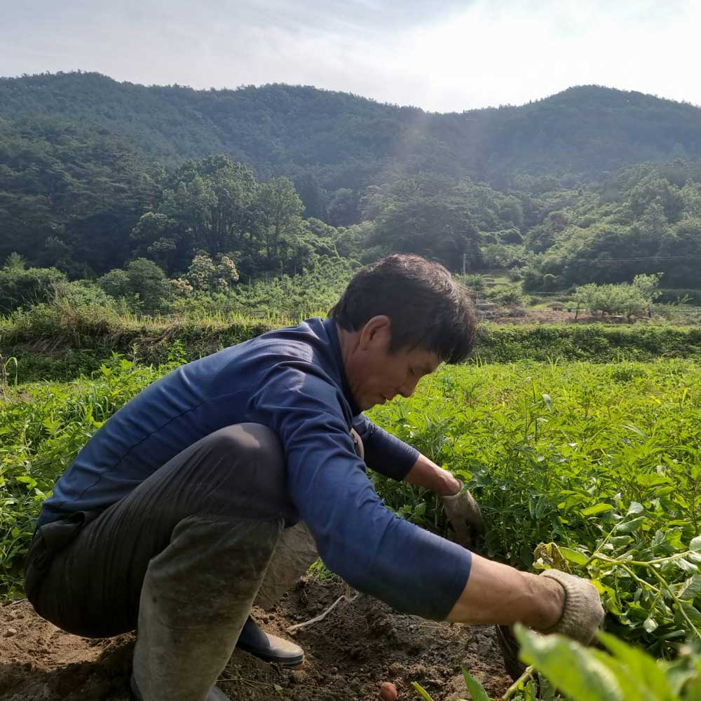 달달한 맛이 일품인 포슬포슬한 홍감자