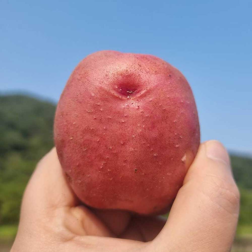 달달한 맛이 일품인 포슬포슬한 홍감자