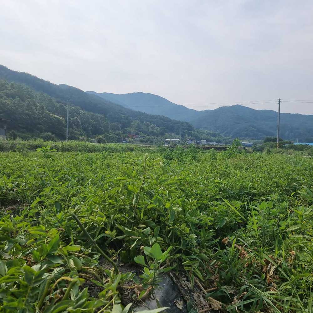 달달한 맛이 일품인 포슬포슬한 홍감자