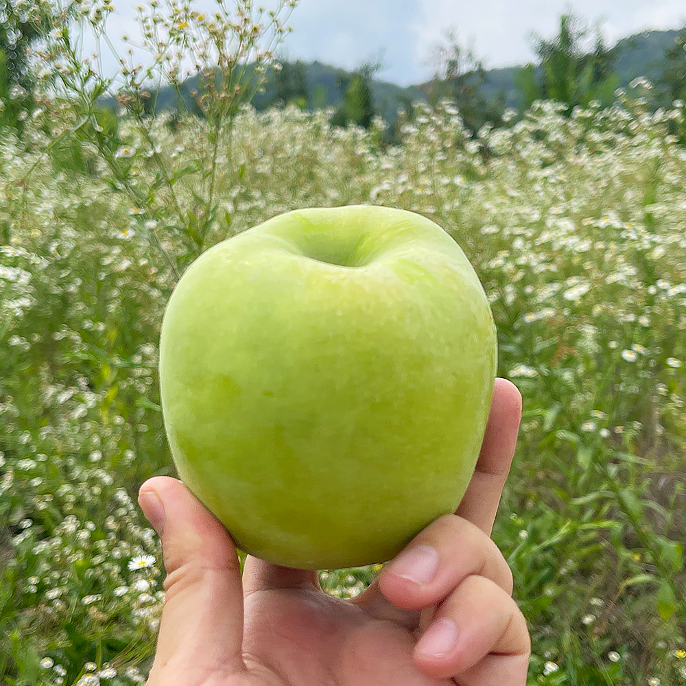 새콤달콤한 맛과 풍부한 과즙! 아삭한 식감이 일품인 썸머킹
