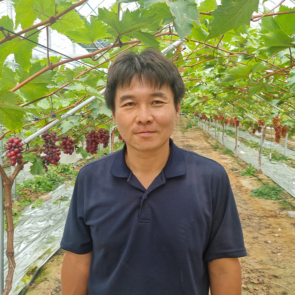 아삭한 식감에 새콤달콤한 고당도 애플포도 홍주씨들리스