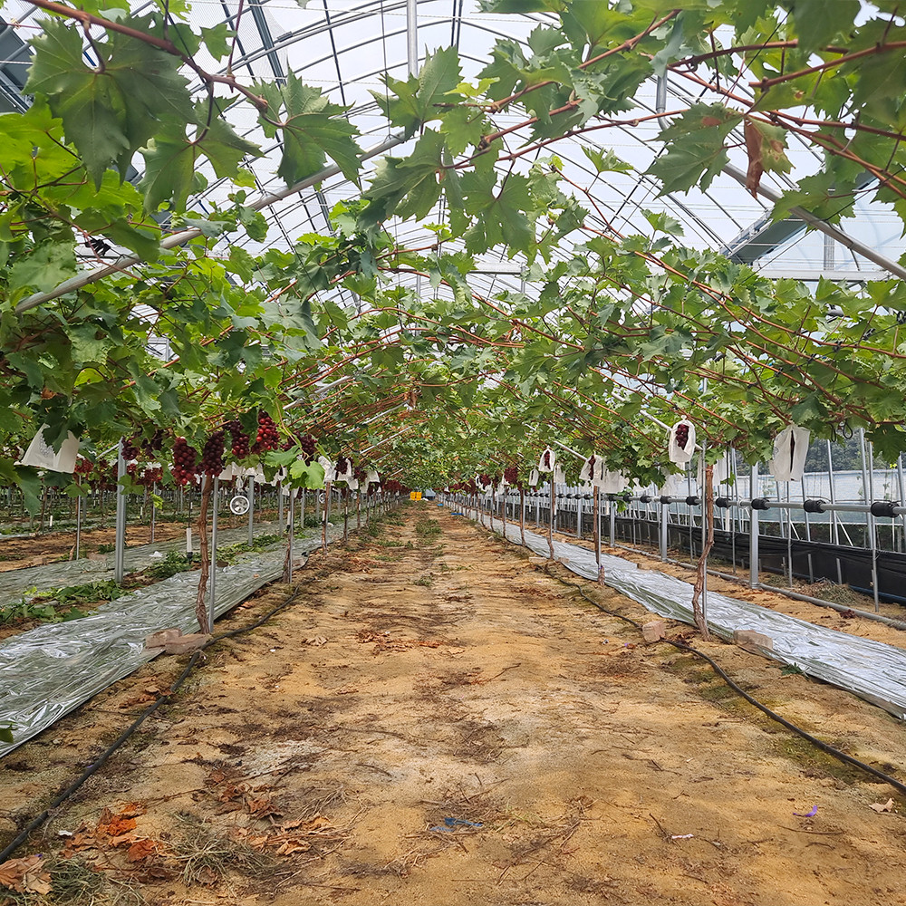 아삭한 식감에 새콤달콤한 고당도 애플포도 홍주씨들리스