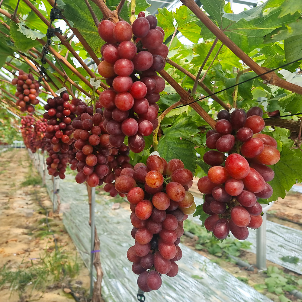 아삭한 식감에 새콤달콤한 고당도 애플포도 홍주씨들리스