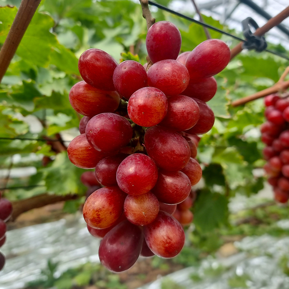 아삭한 식감에 새콤달콤한 고당도 애플포도 홍주씨들리스
