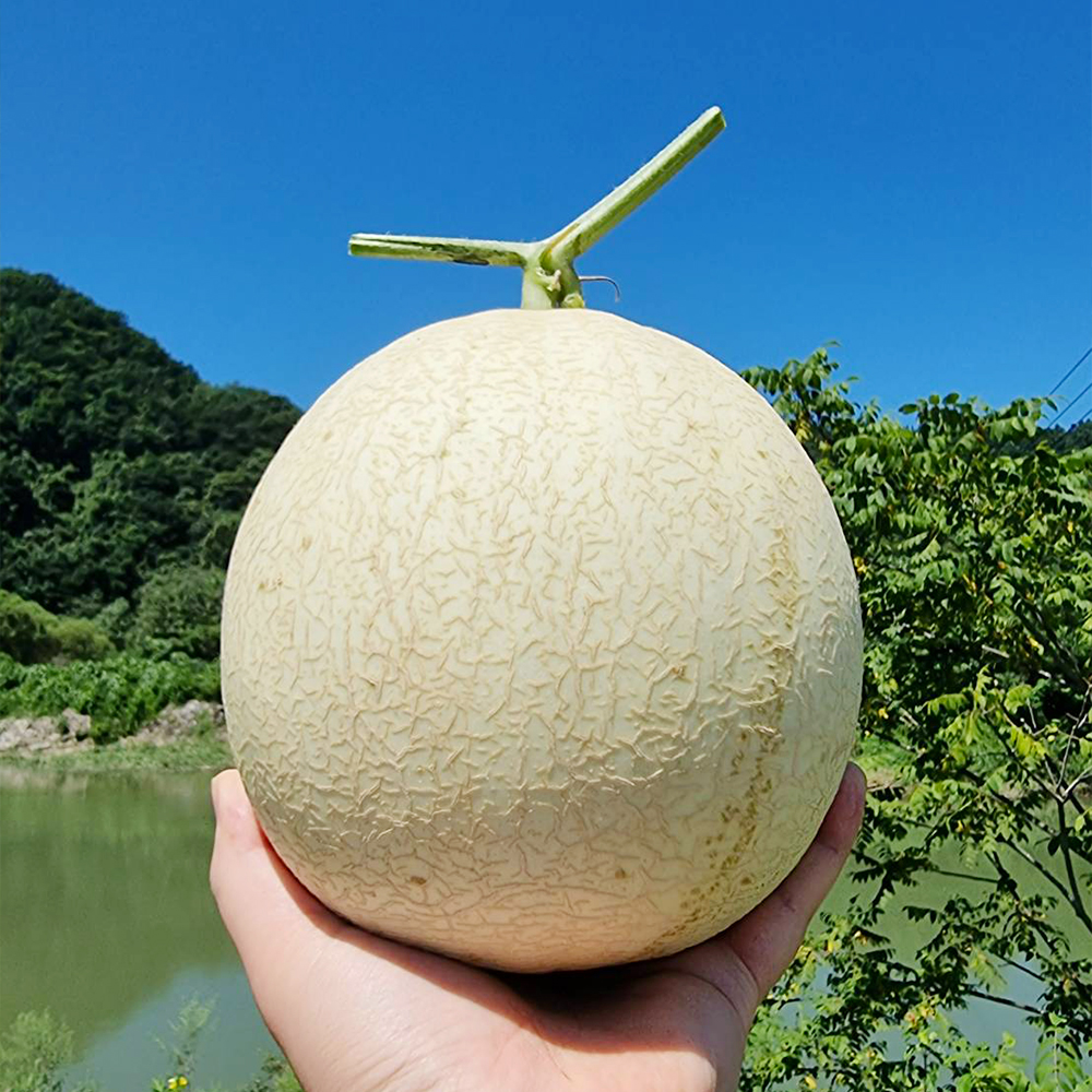 회장님이 드신다는 춘천 하니원 멜론 로얄과 4kg