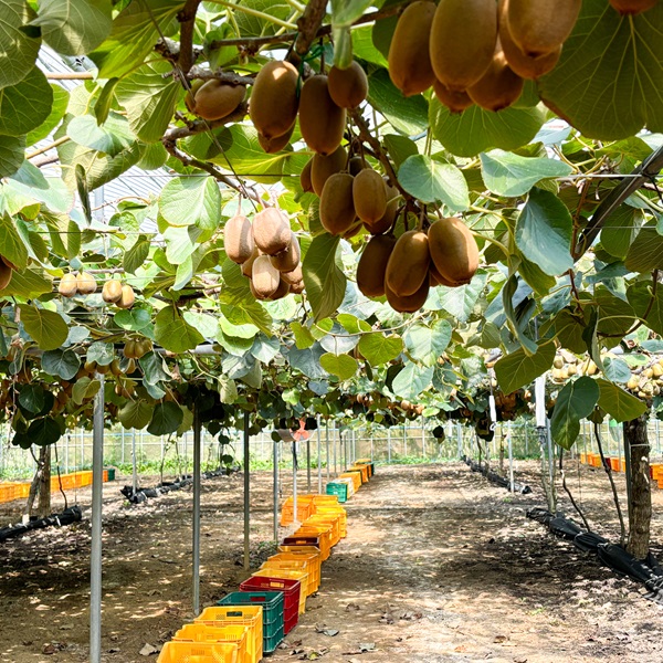 고당도 레드키위 홍양