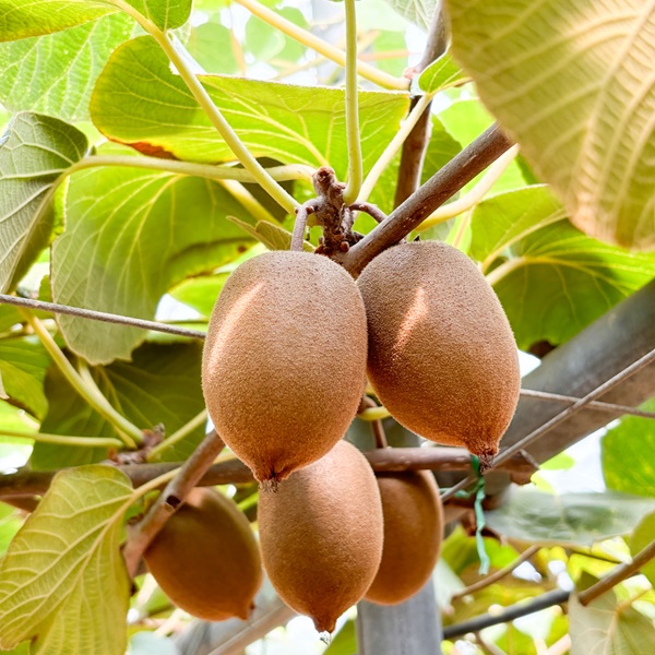 고당도 레드키위 홍양