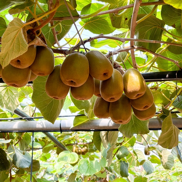 고당도 레드키위 홍양