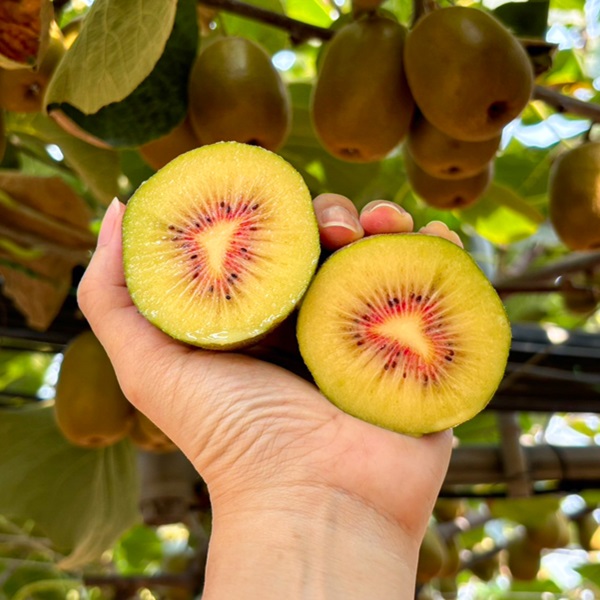 고당도 레드키위 홍양