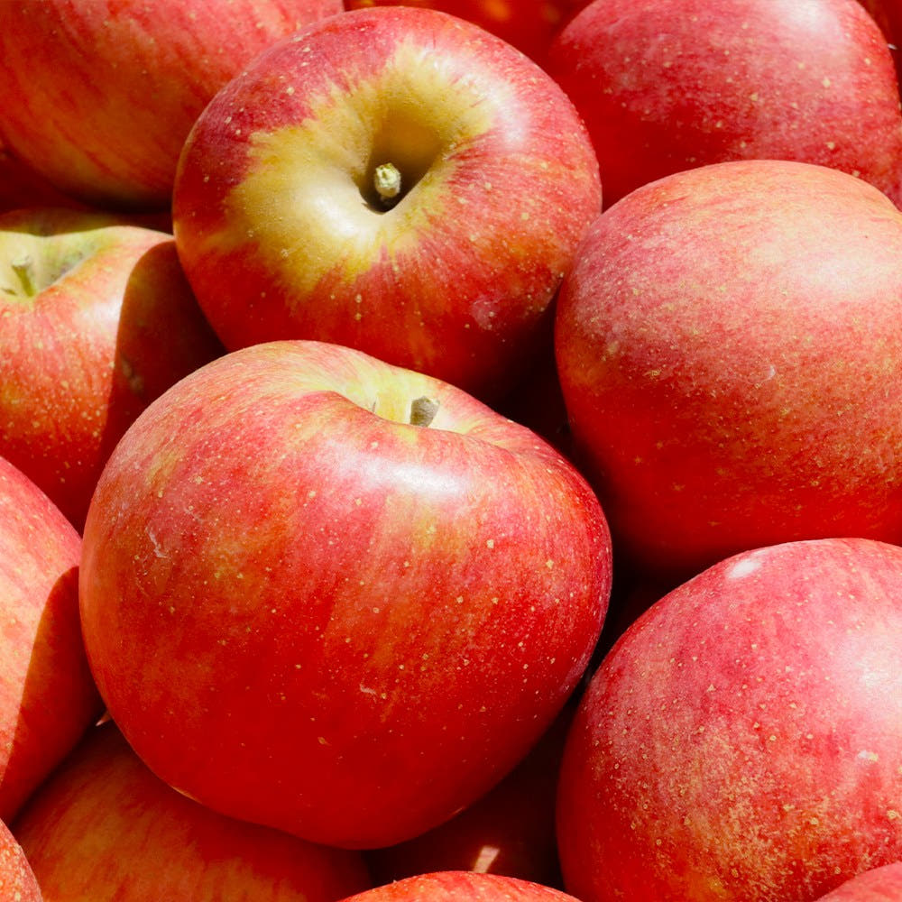 경북 영주 부사 정과 2.5kg 5kg