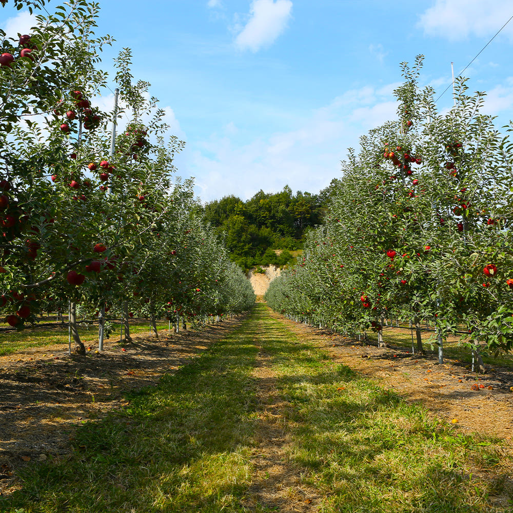 경북 영주 부사 정과 2.5kg 5kg
