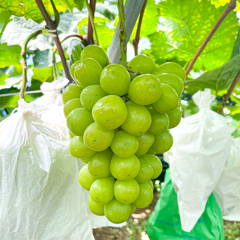 나주 샤인머스캣 실속형 2kg(4수내외)