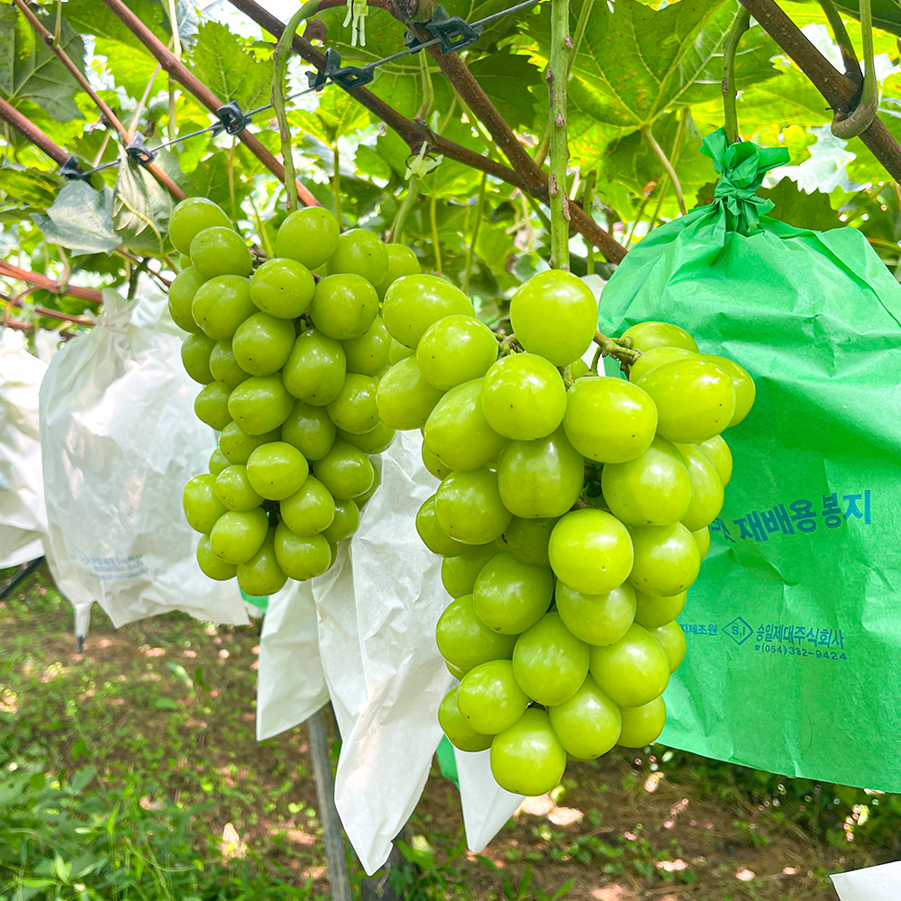 나주 샤인머스캣 실속형 2kg(4수내외)