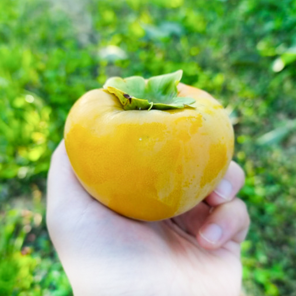 박문수 농부님의 원추단감 2.5kg(9~10과 내외)